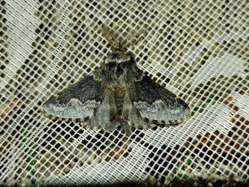 Bombyx de Millière (Le)