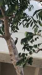 Melanerpes