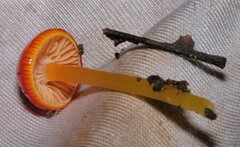 Gliophorus