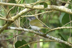 Vireo chivi