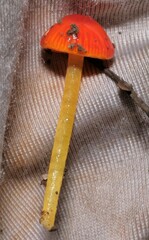 Gliophorus