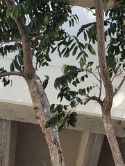 Melanerpes