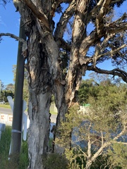 Melaleuca linariifolia