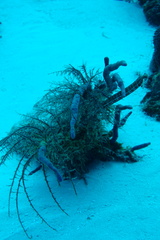 Aulostomus maculatus