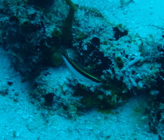 Halichoeres maculipinna