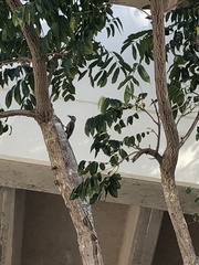 Melanerpes