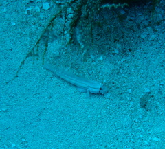 Gnatholepis thompsoni