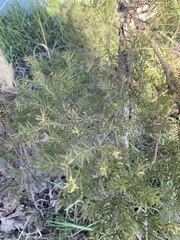 Melaleuca linariifolia
