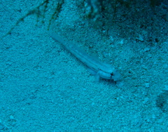 Gnatholepis thompsoni