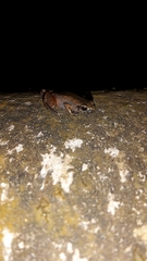 Arthroleptis xenodactyloides