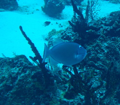 Xanthichthys ringens