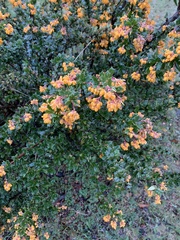 Berberis darwinii