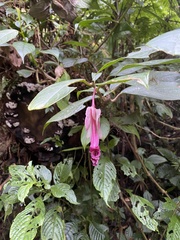 Drymonia conchocalyx