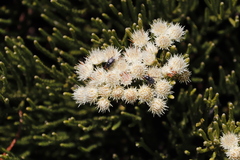 Brunia paleacea