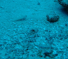 Gnatholepis thompsoni