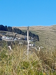 Todiramphus sanctus vagans