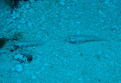 Gnatholepis thompsoni