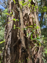 Billardiera scandens