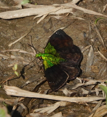 Gorgopas trochilus