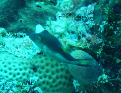 Canthigaster rostrata