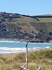 Todiramphus sanctus vagans