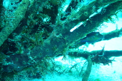 Canthigaster rostrata