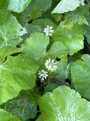 Hydrocotyle leucocephala