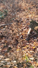 Dirca palustris