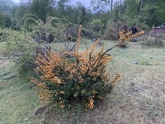 Berberis darwinii