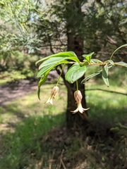 Billardiera scandens