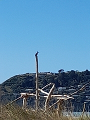 Todiramphus sanctus vagans