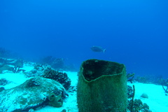Xanthichthys ringens