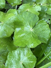 Hydrocotyle leucocephala