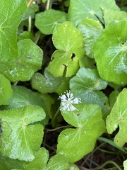 Hydrocotyle leucocephala