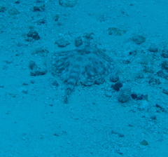 Urobatis jamaicensis