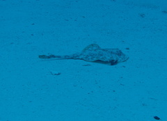 Urobatis jamaicensis