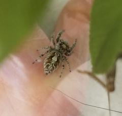 Phidippus comatus