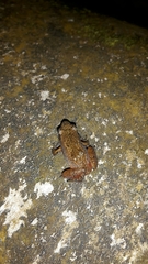 Arthroleptis xenodactyloides