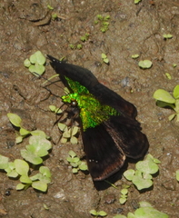 Gorgopas trochilus