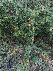 Berberis microphylla