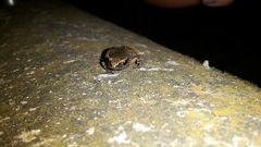 Arthroleptis xenodactyloides