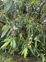 Tabernaemontana catharinensis