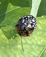 Chinavia marginata