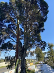 Melaleuca linariifolia