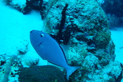 Xanthichthys ringens