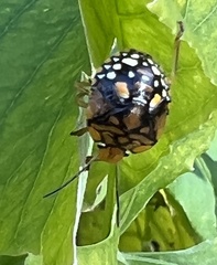 Chinavia marginata