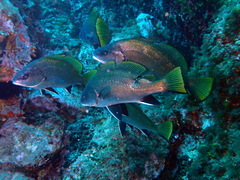 Sciaena umbra