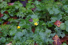 Ranunculus lanuginosus