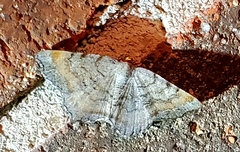 Macaria transitaria