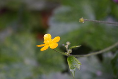 Ranunculus lanuginosus